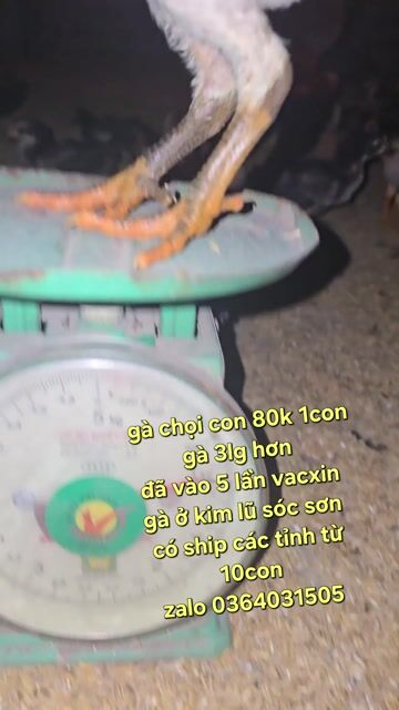 Gà chọi con cả hai. Mua bán Gà tại Huyện Sóc Sơn Hà Nội được đăng bởi công đô hình 1