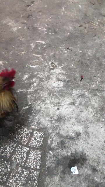 Gà Serama 9 tháng Vàng xám. Mua bán Gà tại Quận Ninh Kiều Cần Thơ được đăng bởi Quốc anh hình 1