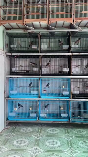 Chim Bổi Đa màu. Mua bán Chim tại Thành phố Biên Hòa Đồng Nai được đăng bởi Lê Quang Sang hình 1