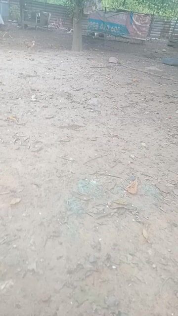 Gà ta Biên Hòa. Mua bán Gà tại Thành phố Biên Hòa Đồng Nai được đăng bởi Cuong Vu hình 1