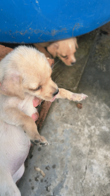Chó Chihuahua lai 3 tháng tuổi đẹp. Mua bán Chó tại Quận Đồ Sơn Hải Phòng được đăng bởi Dương Mạnh Thắng hình 1