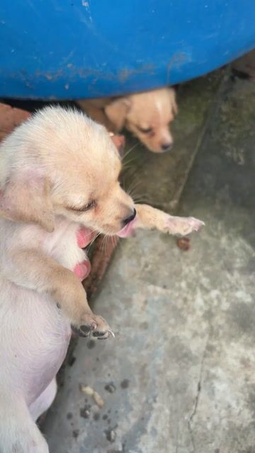 Chó Chihuahua lai 3 tháng tuổi đẹp. Mua bán Chó tại Quận Đồ Sơn Hải Phòng được đăng bởi Dương Mạnh Thắng hình 1