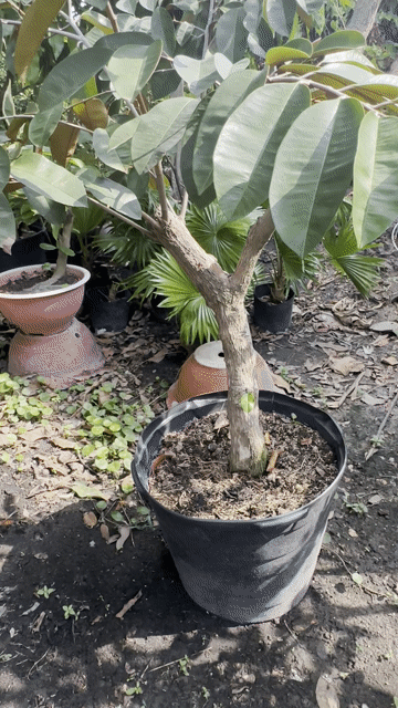 Vú sữa Bơ Hồng đang vô bông trái. Mua bán Cây cảnh, đồ trang trí tại Quận Gò Vấp Tp Hồ Chí Minh được đăng bởi Vườn Kiểng Nhà Nị Ny hình 1