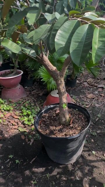 Vú sữa Bơ Hồng đang vô bông trái. Mua bán Cây cảnh, đồ trang trí tại Quận Gò Vấp Tp Hồ Chí Minh được đăng bởi Vườn Kiểng Nhà Nị Ny hình 1