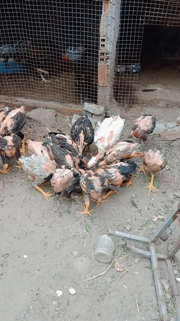 Gà chọi trống mái hơn 1 tháng. Mua bán Gà tại Huyện Xuyên Mộc Bà Rịa - Vũng Tàu được đăng bởi Thanh hình 1