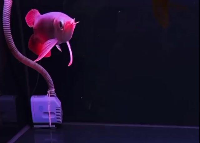 Cá Rồng 25 cm. Mua bán Thú cưng khác tại Quận Tân Bình Tp Hồ Chí Minh được đăng bởi Sâu Rồng hình 1