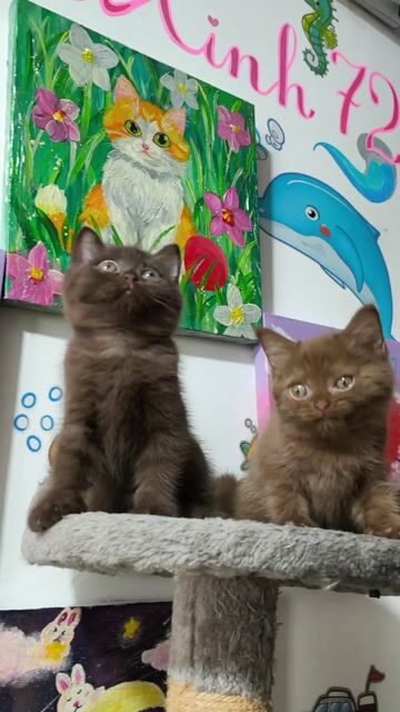 HCM Vũng Tàu bán mèo ALN gen cinamon cá rẻ. Mua bán Mèo tại Quận 5 Tp Hồ Chí Minh được đăng bởi Miss An hình 1