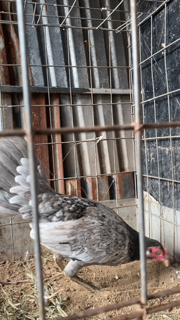 Gà mái Xám 1kg. Mua bán Gà tại Huyện Bình Chánh Tp Hồ Chí Minh được đăng bởi thang hình 1