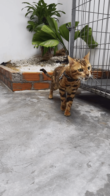 Bengal Bố Mẹ nhập Nga nhận phối có đủ giấy tờ. Mua bán Mèo tại Quận 7 Tp Hồ Chí Minh được đăng bởi PHẠM QUỐC LẬP hình 1