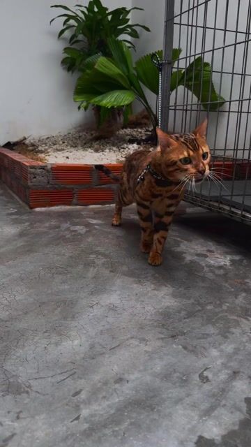 Bengal Bố Mẹ nhập Nga nhận phối có đủ giấy tờ. Mua bán Mèo tại Quận 7 Tp Hồ Chí Minh được đăng bởi PHẠM QUỐC LẬP hình 1