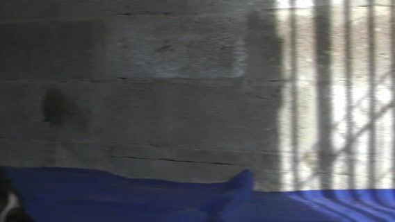 Accueil, amour et boules de poil