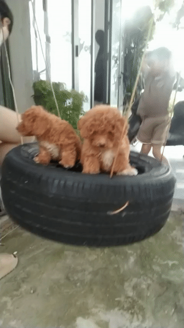 Chó Poodle Nâu đỏ 2 tháng đã tiêm. Mua bán Chó tại Quận Hà Đông Hà Nội được đăng bởi kẻ lang thang hình 1
