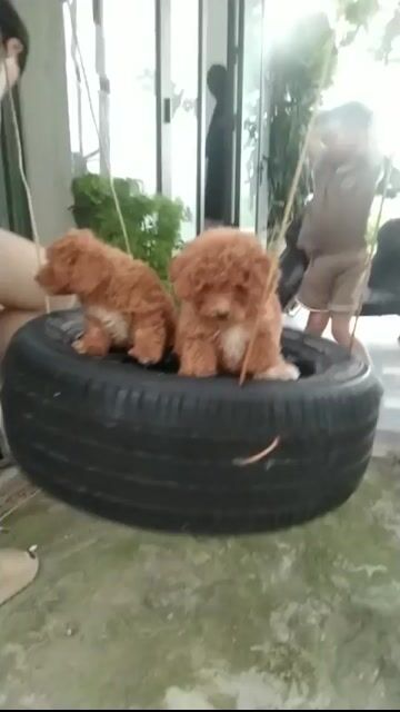 Chó Poodle Nâu đỏ 2 tháng đã tiêm. Mua bán Chó tại Quận Hà Đông Hà Nội được đăng bởi kẻ lang thang hình 1