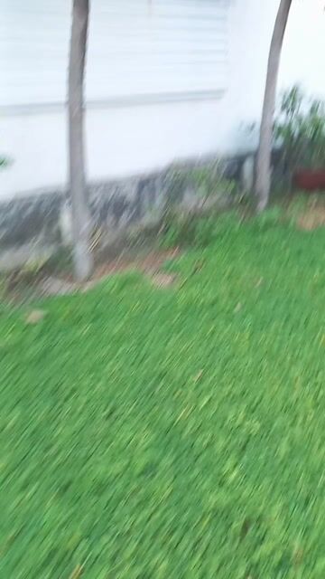 Cau kiểng cần bán. Mua bán Cây cảnh, đồ trang trí tại Thành phố Thủ Dầu Một Bình Dương được đăng bởi Thái hình 1