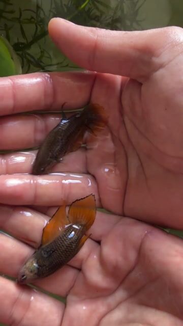 Cá Betta Đồng Thái Lan. Mua bán Thú cưng khác tại Quận Bình Tân Tp Hồ Chí Minh được đăng bởi Quỳnh Nhi Trần hình 1