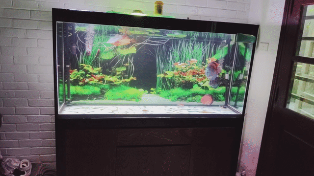 Bể cá cảnh Kính Gỗ Đen Nâu 145cm. Mua bán Phụ kiện, Thức ăn, Dịch vụ tại Quận Hoàn Kiếm Hà Nội được đăng bởi Sonvu hình 1
