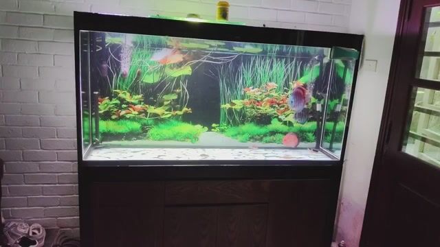 Bể cá cảnh Kính Gỗ Đen Nâu 145cm. Mua bán Phụ kiện, Thức ăn, Dịch vụ tại Quận Hoàn Kiếm Hà Nội được đăng bởi Sonvu hình 1