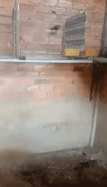 Chim bổi Cao Bằng trống lông hơi xấu. Mua bán Chim tại Huyện Bình Chánh Tp Hồ Chí Minh được đăng bởi Mr Bảo  hình 1