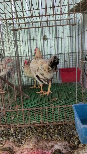 Gà Chuối trống 6 tháng. Mua bán Gà tại Huyện Tiểu Cần Trà Vinh được đăng bởi Quốc Khang hình 1