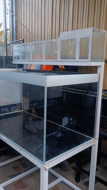Bể cá cảnh Kính 120x60x60cm. Mua bán Phụ kiện, Thức ăn, Dịch vụ tại Thị xã Phú Mỹ Bà Rịa - Vũng Tàu được đăng bởi Pets  hình 1