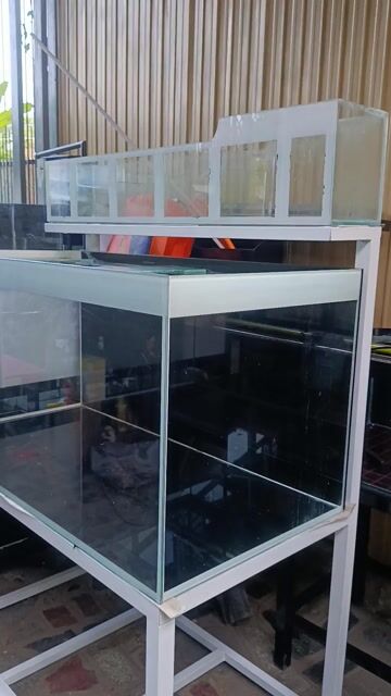 Bể cá cảnh Kính 120x60x60cm. Mua bán Phụ kiện, Thức ăn, Dịch vụ tại Thị xã Phú Mỹ Bà Rịa - Vũng Tàu được đăng bởi Pets  hình 1