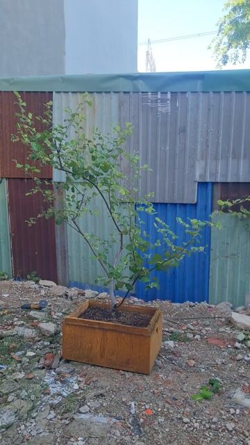 Tly cây táo Thái 1.5-2m đang  hoa kín cây . Mua bán Cây cảnh, đồ trang trí tại Huyện Nhà Bè Tp Hồ Chí Minh được đăng bởi a Điền hình 1