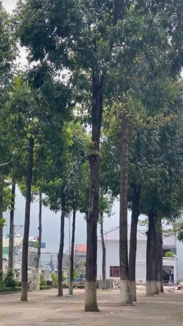 Honda Air Blade 2010 Đen Bạc. Mua bán Xe máy tại Huyện Trảng Bom Đồng Nai được đăng bởi phương hình 1