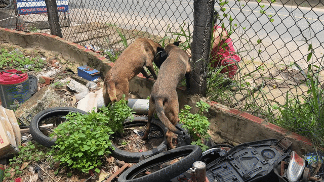 Chó Becgie Malinois cái 6 tháng. Mua bán Chó tại Huyện Long Điền Bà Rịa - Vũng Tàu được đăng bởi nguyễn lộc hình 1