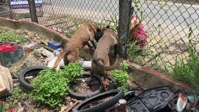Chó Becgie Malinois cái 6 tháng. Mua bán Chó tại Huyện Long Điền Bà Rịa - Vũng Tàu được đăng bởi nguyễn lộc hình 1
