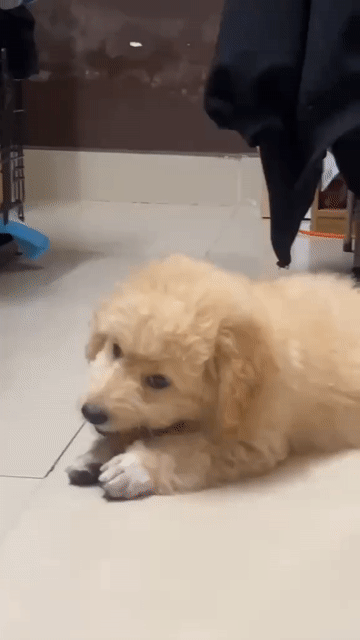 Chó Poodle vàng kem 5 tháng. Mua bán Chó tại Quận Ngũ Hành Sơn Đà Nẵng được đăng bởi Nhật Minh Nguyễn hình 1
