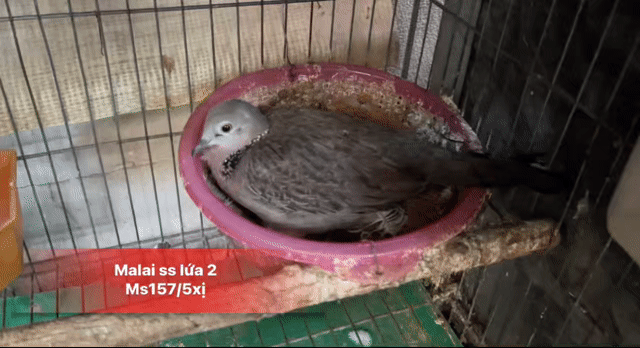 Chim Cu Gáy Malai Mái Ss Nuôi Con , Lứa 2. Mua bán Chim tại Quận 10 Tp Hồ Chí Minh được đăng bởi Cu Gáy Thái  hình 1