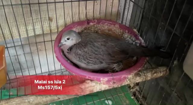 Chim Cu Gáy Malai Mái Ss Nuôi Con , Lứa 2. Mua bán Chim tại Quận 10 Tp Hồ Chí Minh được đăng bởi Cu Gáy Thái  hình 1