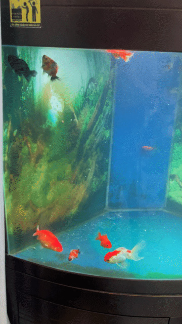Ranchu Oranda chép sư tử. Mua bán Thú cưng khác tại Quận Tân Phú Tp Hồ Chí Minh được đăng bởi Anh Phong Huỳnh hình 1