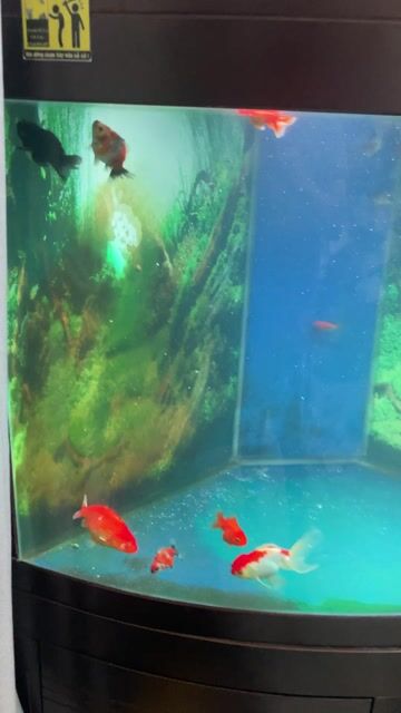 Ranchu Oranda chép sư tử. Mua bán Thú cưng khác tại Quận Tân Phú Tp Hồ Chí Minh được đăng bởi Anh Phong Huỳnh hình 1