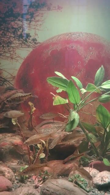 Cá cảnh nhiều màu khỏe mạnh. Mua bán Thú cưng khác tại Quận Liên Chiểu Đà Nẵng được đăng bởi Cuong hình 1