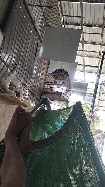 Chim cảnh Siêng hót giọng to. Mua bán Chim tại Huyện Cư Kuin Đắk Lắk được đăng bởi nhat duy hình 1
