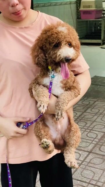 poodle. Mua bán Chó tại Thành phố Biên Hòa Đồng Nai được đăng bởi Vũ Việt pét Shop hình 1