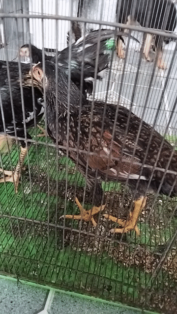 thanh lý 5 con gà nòi con. Mua bán Gà tại Huyện Đức Hòa Long An được đăng bởi Gà's Đá's Lấu 's hình 1