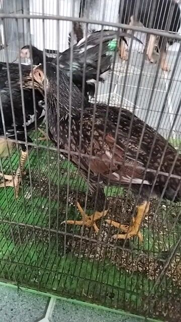 thanh lý 5 con gà nòi con. Mua bán Gà tại Huyện Đức Hòa Long An được đăng bởi Gà's Đá's Lấu 's hình 1
