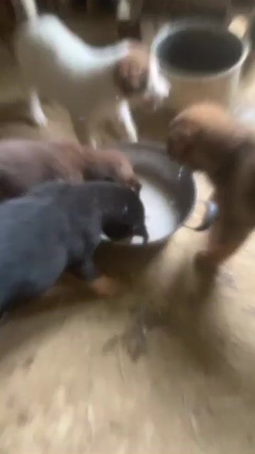 Chó cỏ 3 tháng tuổi. Mua bán Chó tại Quận Tây Hồ Hà Nội được đăng bởi Linh Kasa hình 1