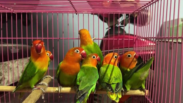Vẹt lovebird trưởng thành đẹp, khoẻ mạnh. Mua bán Chim tại Quận Gò Vấp Tp Hồ Chí Minh được đăng bởi Bùi Thị Dung hình 1
