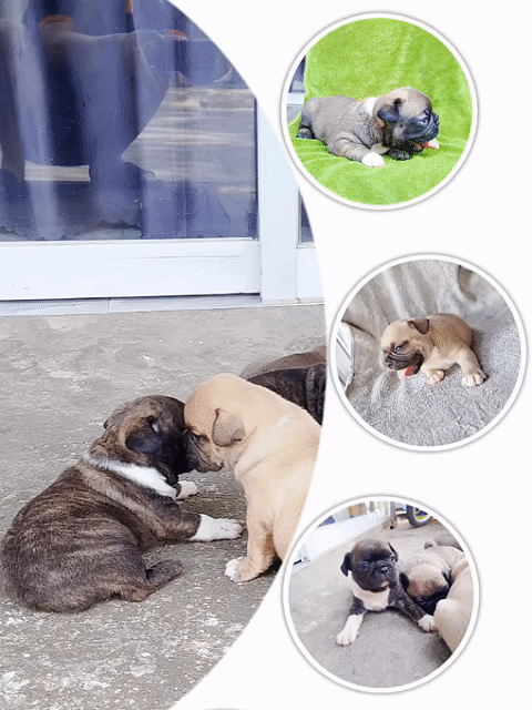 Chó French Bulldog nhiều màu. Mua bán Chó tại Quận Liên Chiểu Đà Nẵng được đăng bởi phần đình hòa hình 1