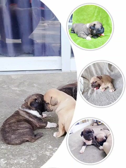Chó French Bulldog nhiều màu. Mua bán Chó tại Quận Liên Chiểu Đà Nẵng được đăng bởi phần đình hòa hình 1