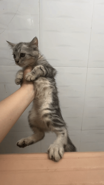 Mèo Anh lông dài đực 2 tháng. Mua bán Mèo tại Thành phố Biên Hòa Đồng Nai được đăng bởi thu thảo hình 1