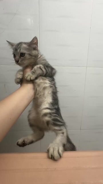 Mèo Anh lông dài đực 2 tháng. Mua bán Mèo tại Thành phố Biên Hòa Đồng Nai được đăng bởi thu thảo hình 1