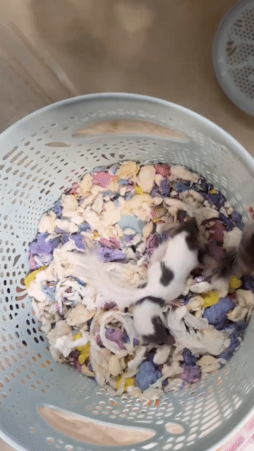 Dormouse 3 tháng tuổi dễ chăm. Mua bán Thú cưng khác tại Quận Phú Nhuận Tp Hồ Chí Minh được đăng bởi Phát hình 1