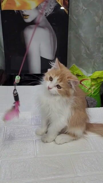 Mèo ALD cái 3 tháng. Mua bán Mèo tại Quận Bình Thạnh Tp Hồ Chí Minh được đăng bởi Tây An hình 1