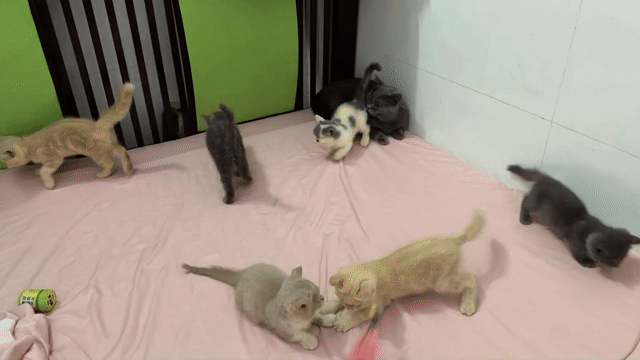 Mèo Anh Sale 1 Cá. Mua bán Mèo tại Thành phố Thủ Dầu Một Bình Dương được đăng bởi Tiệm Mèo Nhà Mon hình 1