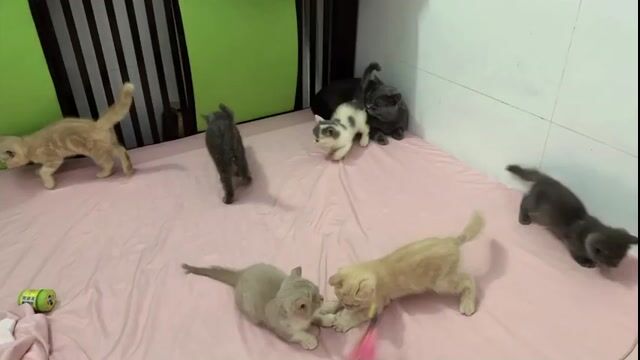 Mèo Anh Sale 1 Cá. Mua bán Mèo tại Thành phố Thủ Dầu Một Bình Dương được đăng bởi Tiệm Mèo Nhà Mon hình 1