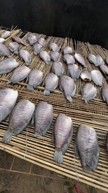 Cá khô Cá sặc bổi 2 nắng. Mua bán Đồ ăn, thực phẩm và các loại khác tại Huyện An Phú An Giang được đăng bởi MINH CẦN hình 1